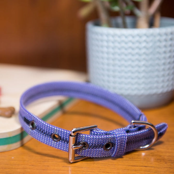 Scavenger Dog Collar - Extra Small