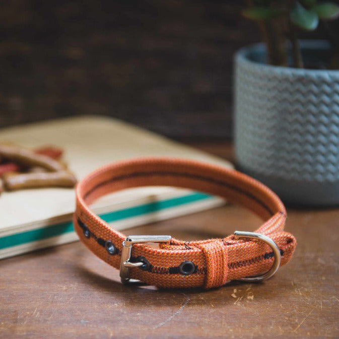 Scavenger Dog Collar - Extra Small