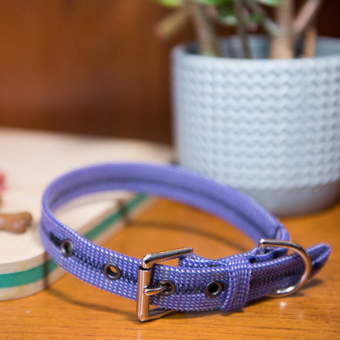 Scavenger Dog Collar - Small