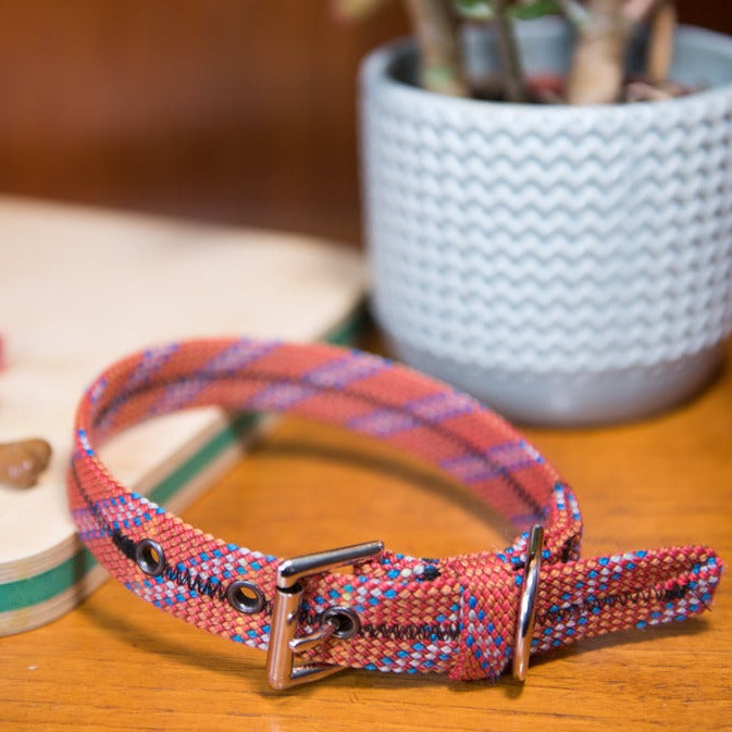 Scavenger Dog Collar - Small