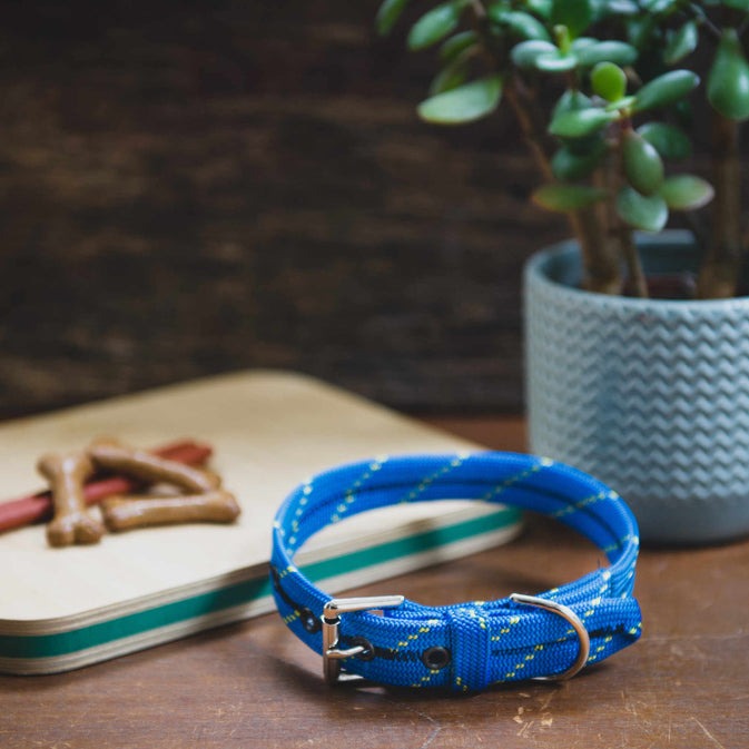 Scavenger Dog Collar - Small