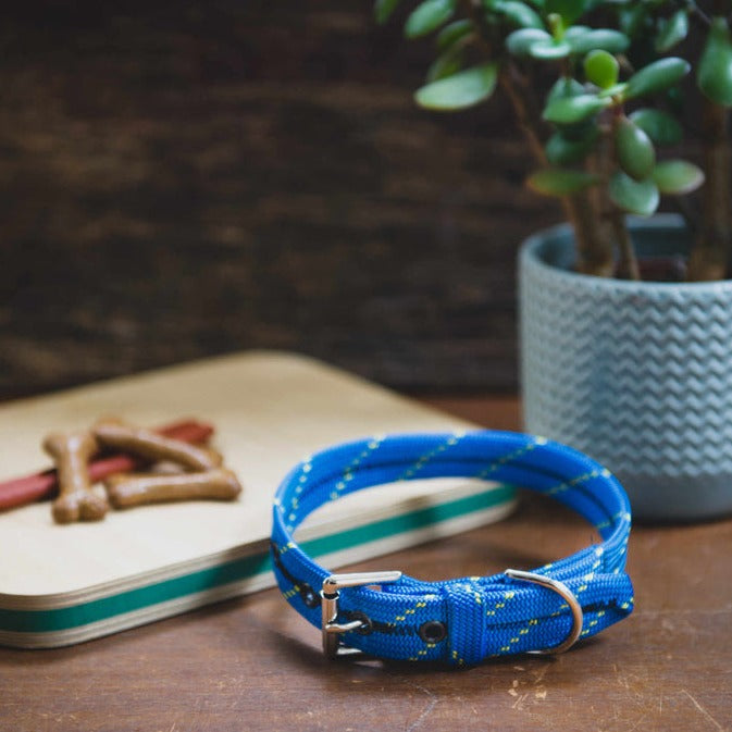 Scavenger Dog Collar - Medium