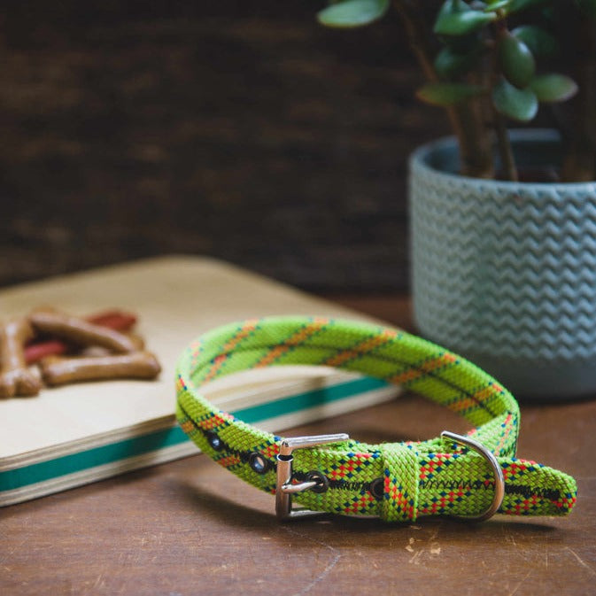 Scavenger Dog Collar - Medium