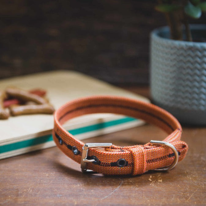 Scavenger Dog Collar - Small