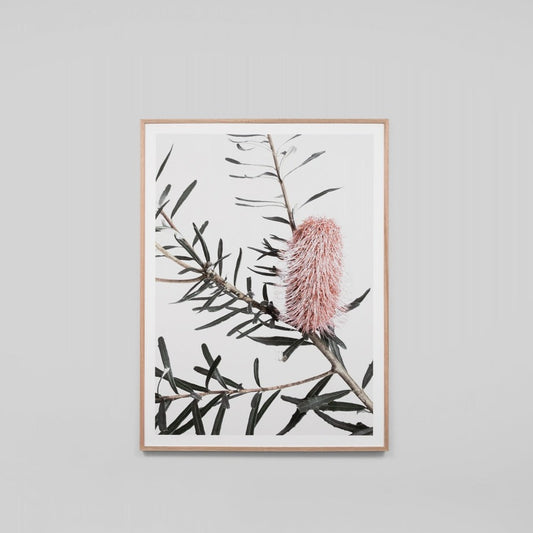 Wild Banksia 64 x 79cm